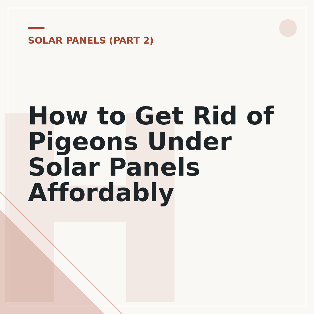 How to Get Rid of Pigeons Under Solar Panels Affordably