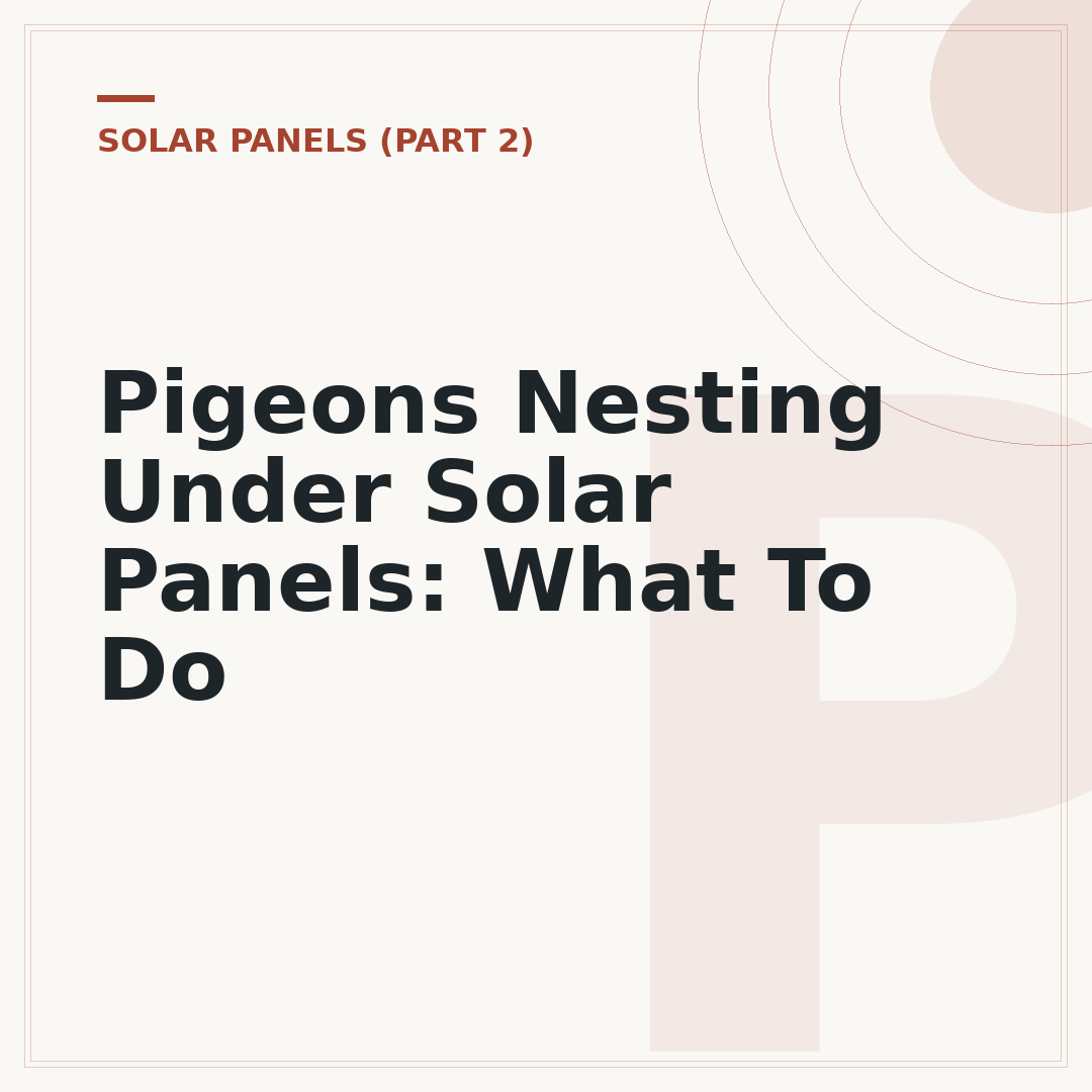 Pigeons Nesting Under Solar Panels: What To Do