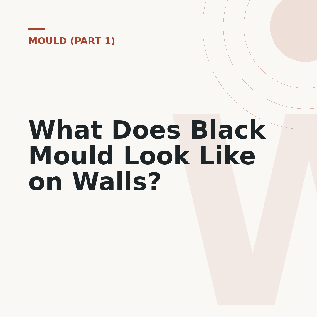 What Does Black Mould Look Like on Walls?